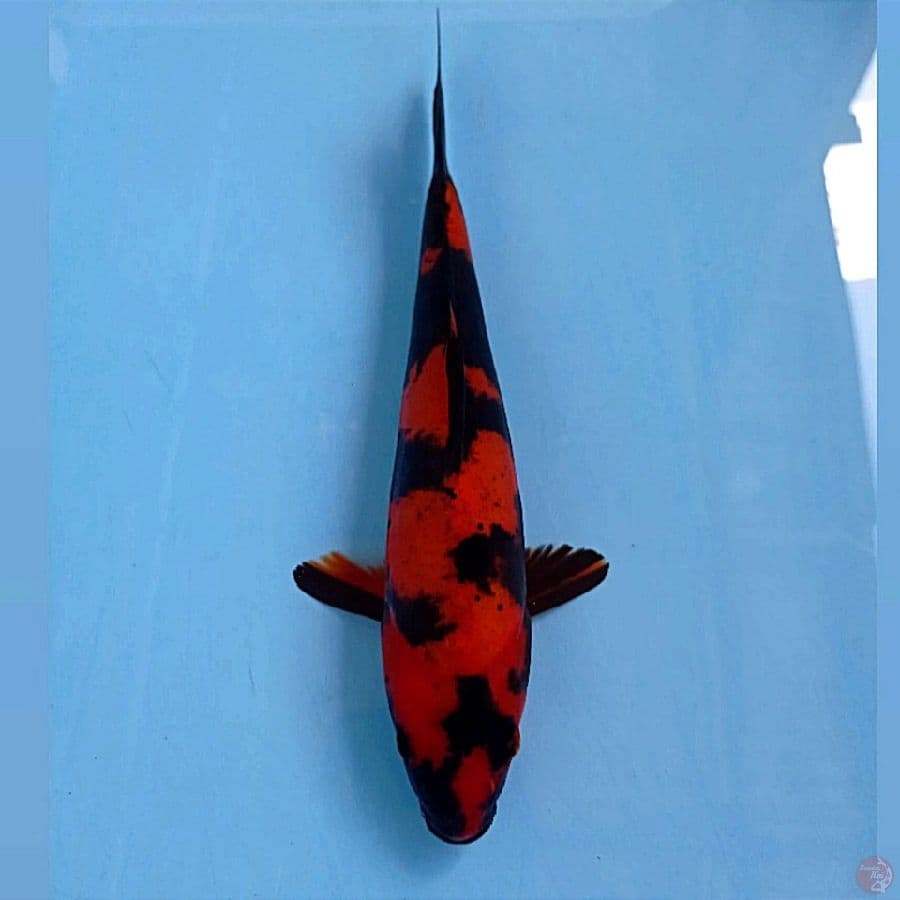hi utsuri doitsu, 23 cm