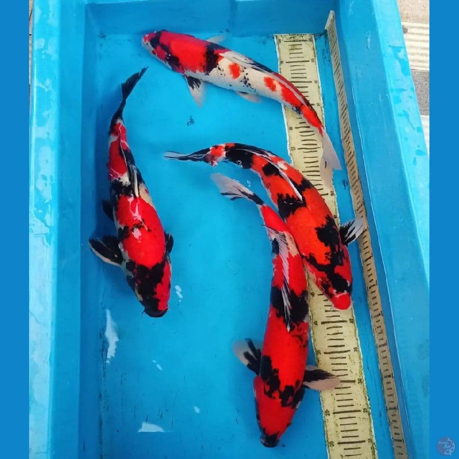 55bu showa merah strong