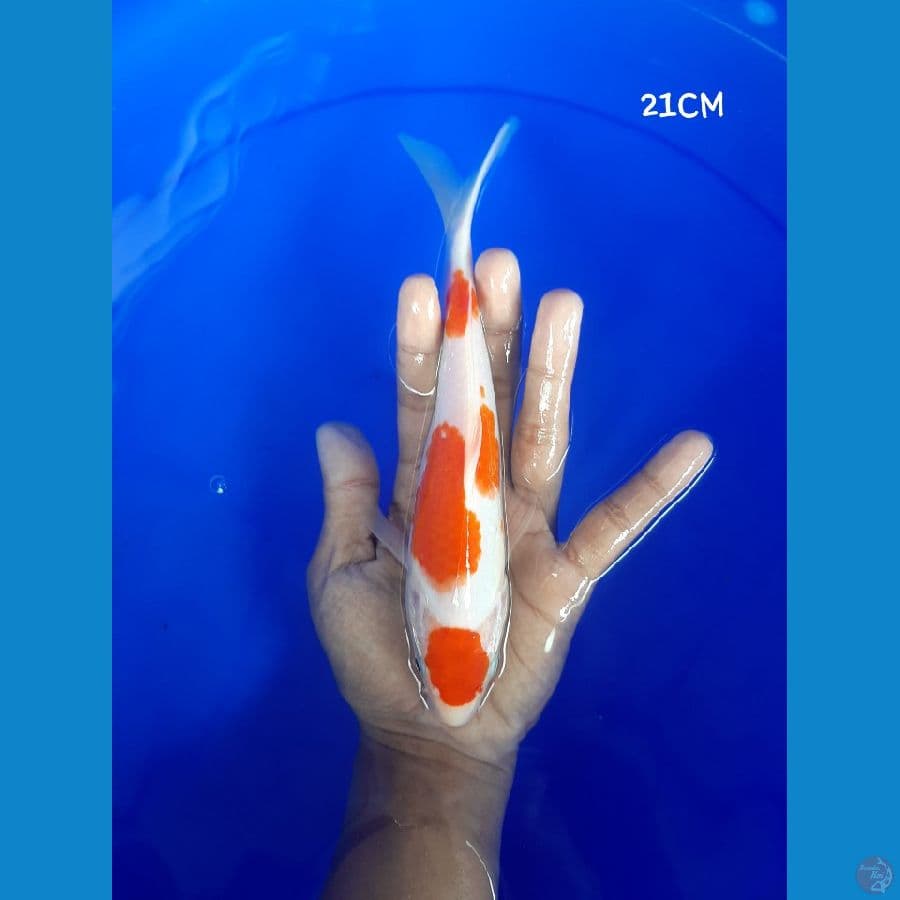 Kohaku 21CM