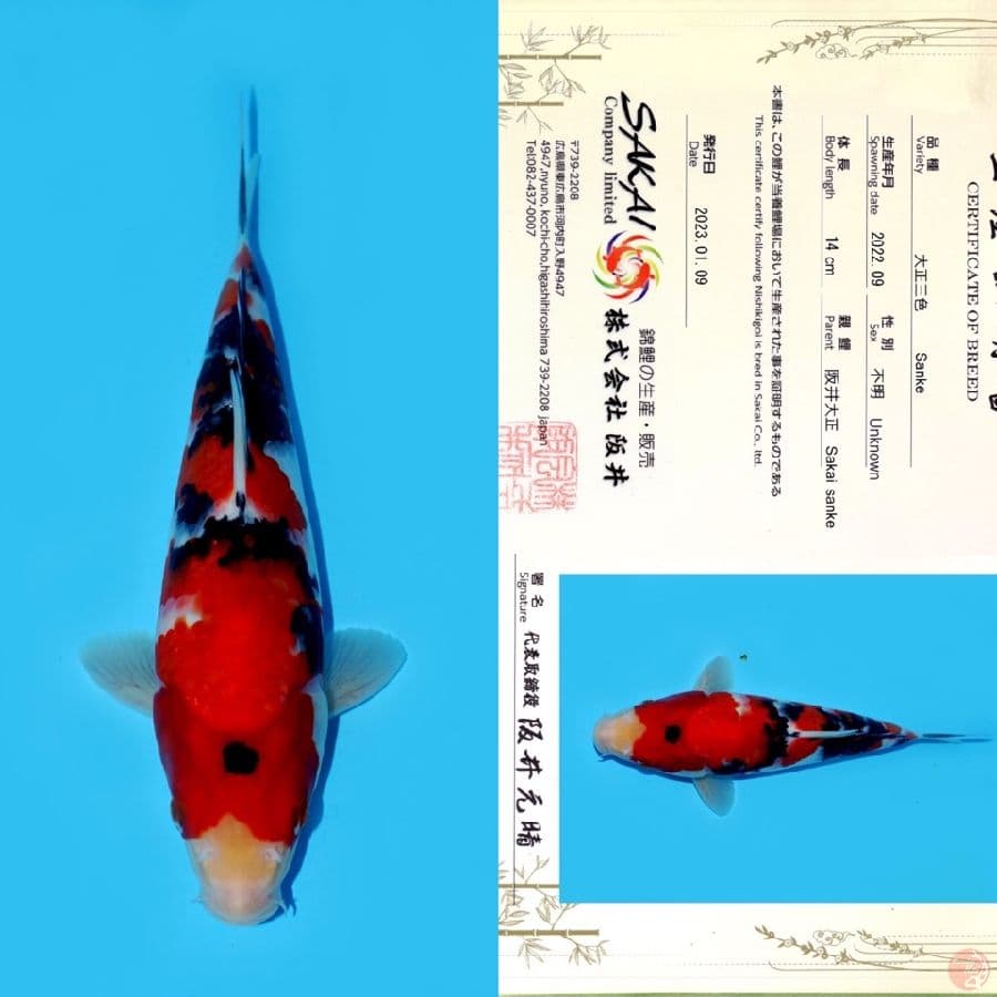SAKAI SANKE HQ 22CM