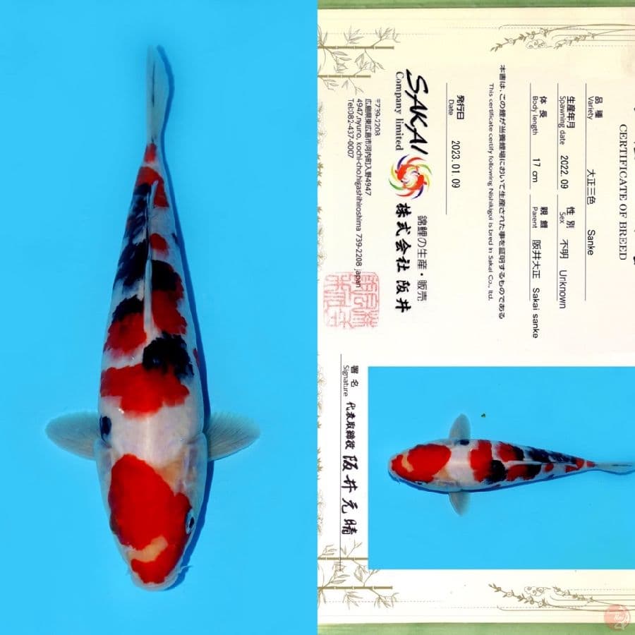 SAKAI SANKE HQ 25CM