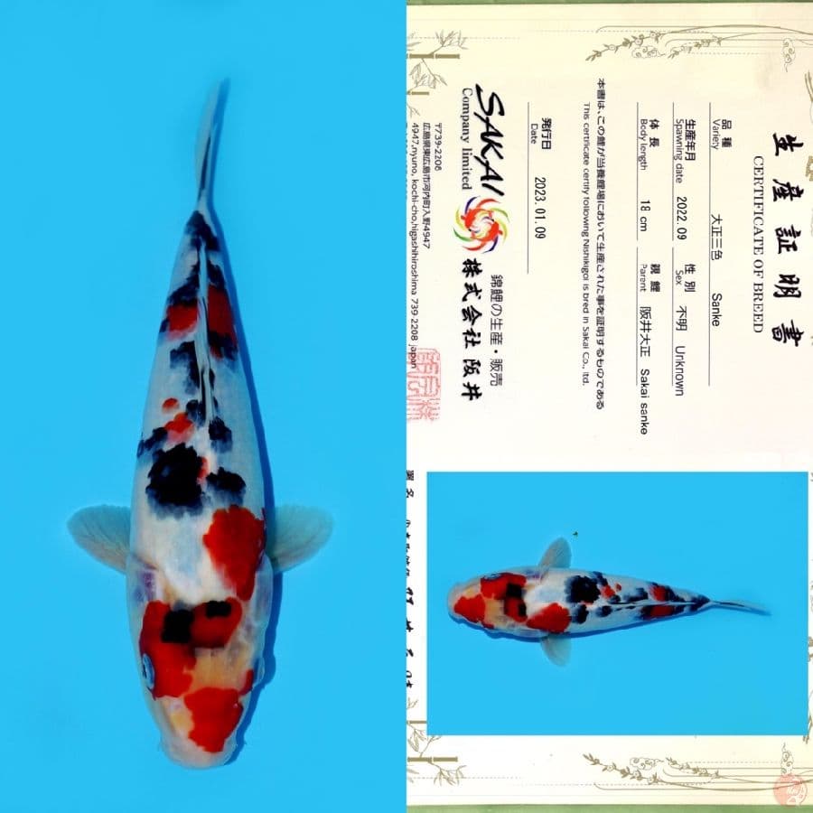 SAKAI SANKE HQ 26CM