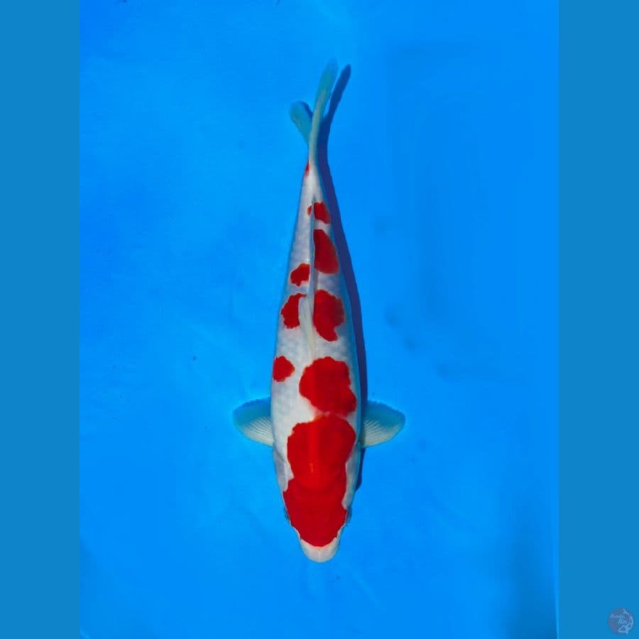koromo 28 cm