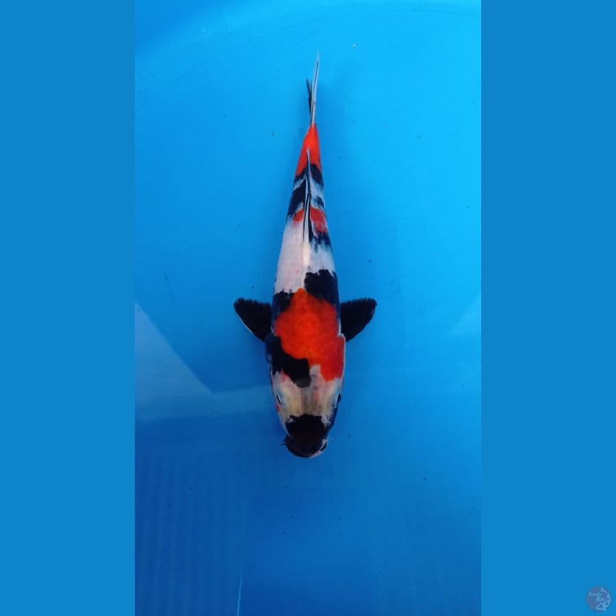 SHOWA SUPER 24CM