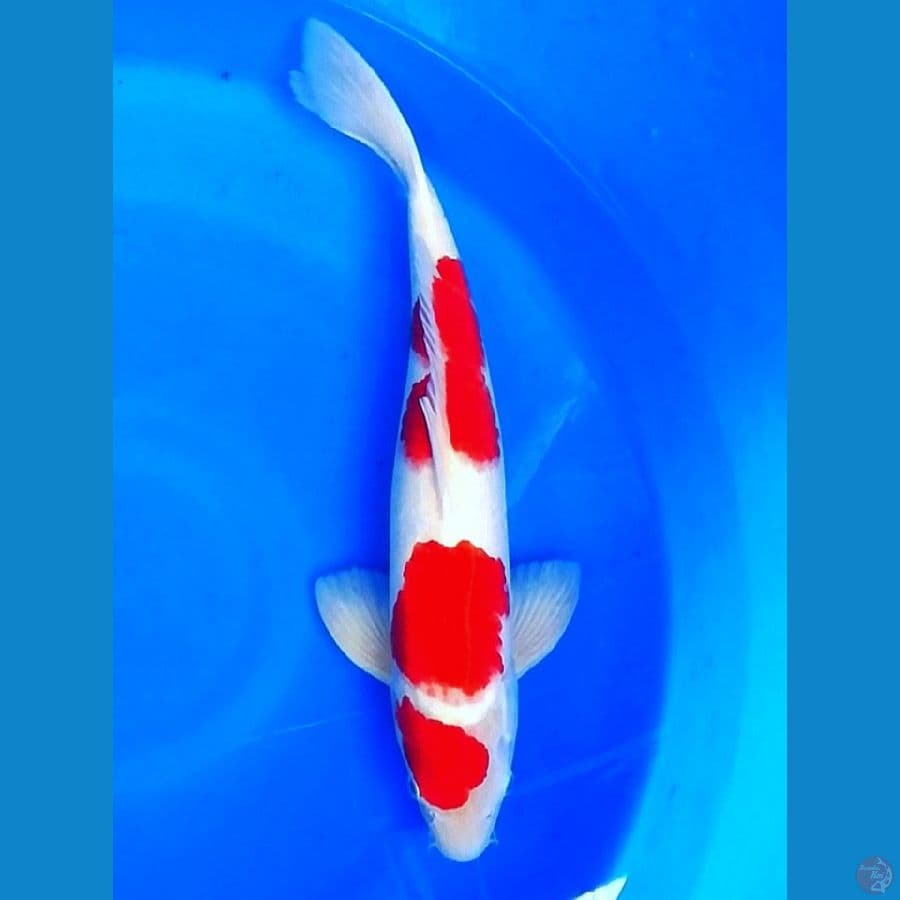 super red male