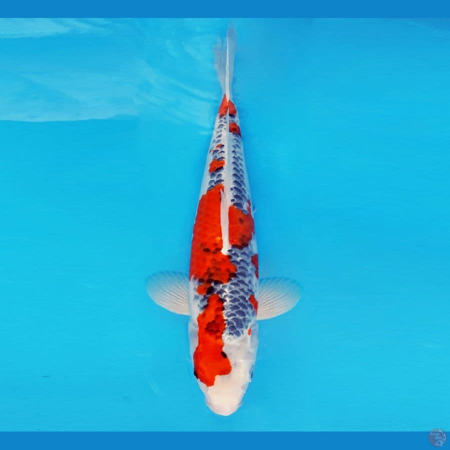 SABURO 2 - Goshiki 42 cm/male ®