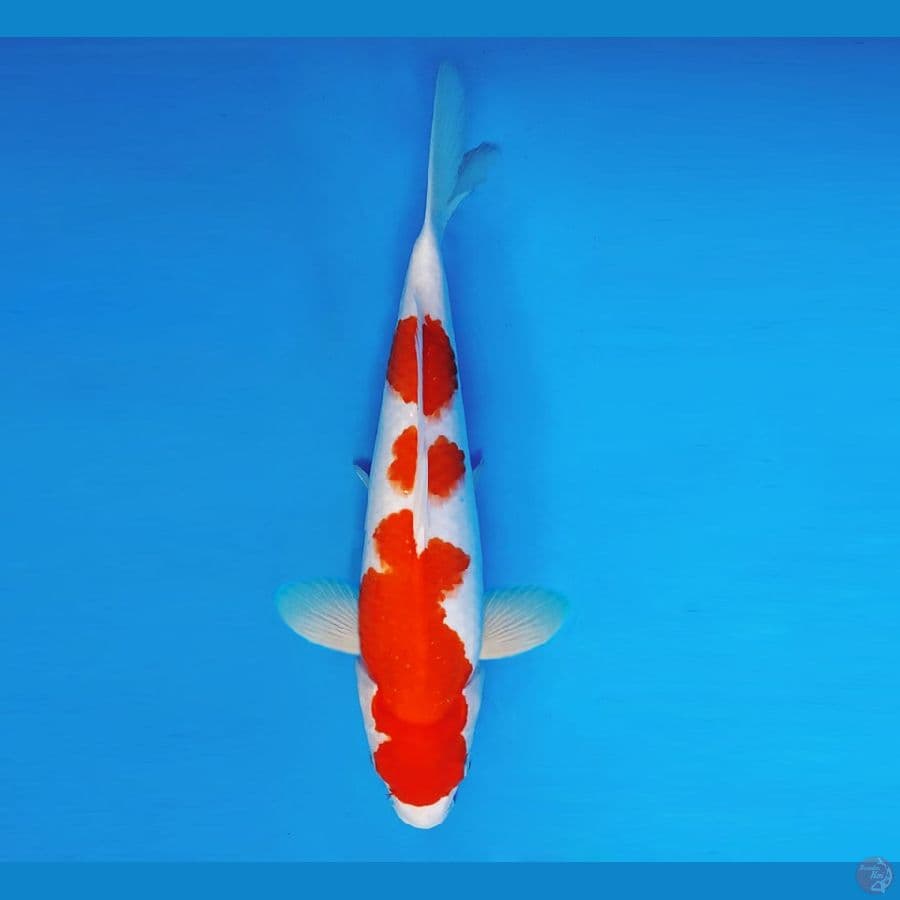 SABURO 3 - Kohaku 36 cm/fm ®