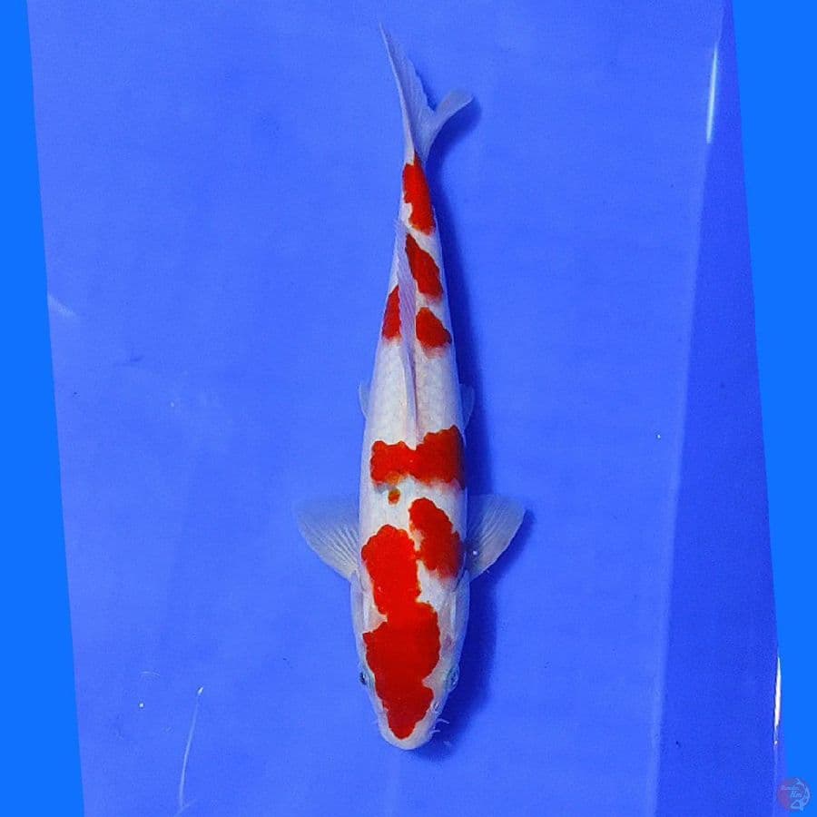RED SANKE TATEGOI 27CM/F (lolos karantina sejak 29/01/23)