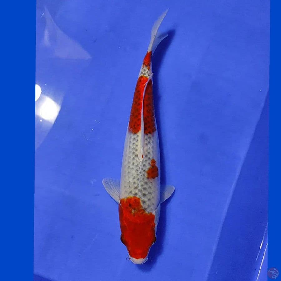 GOSHIKI 30CM/M lolos karantina sejak 29/01/23