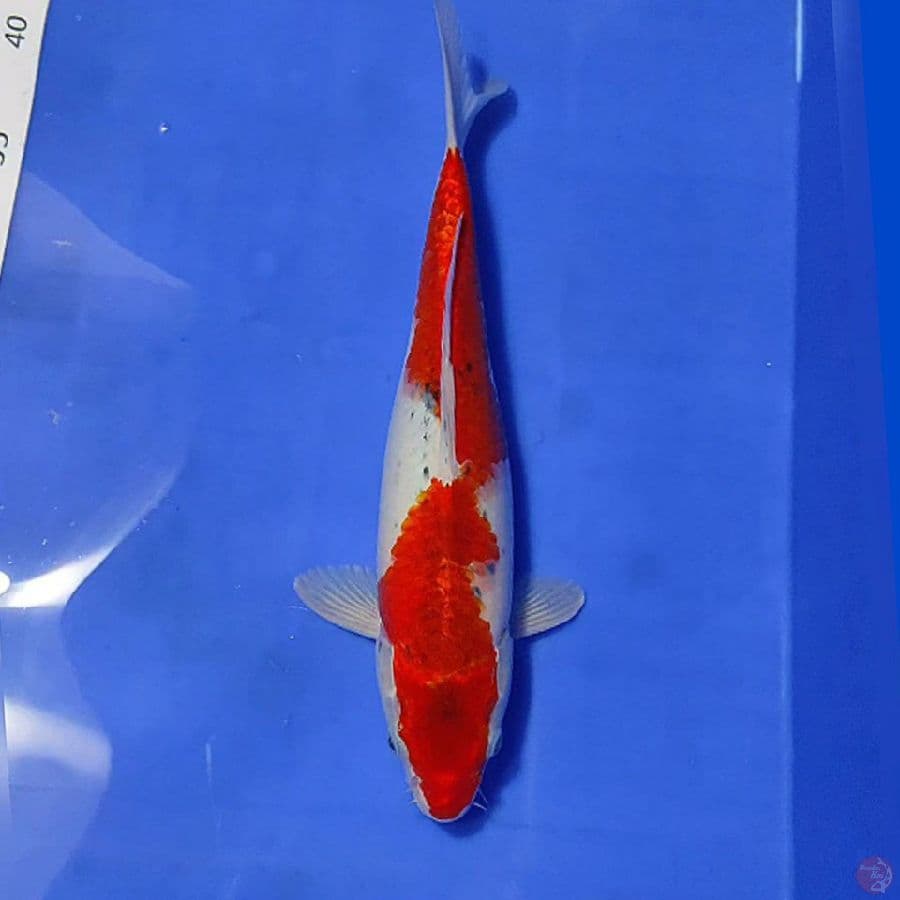 GOSHIKI 30CM/F lolos karantina sejak 29/01/23