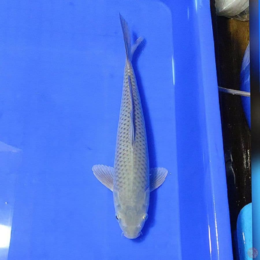 SORAGOI 30CM/F lolos karantina sejak 29/01/23