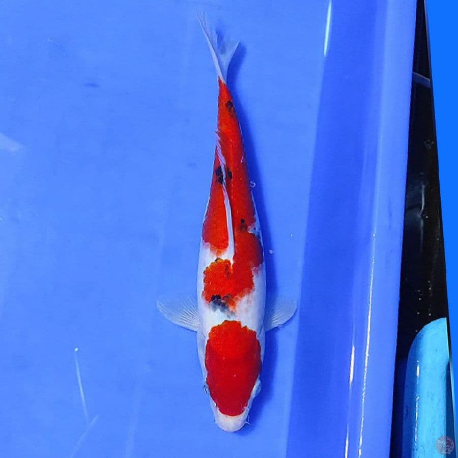 SANKE 27CM/F lolos karantina sejak 29/01/23