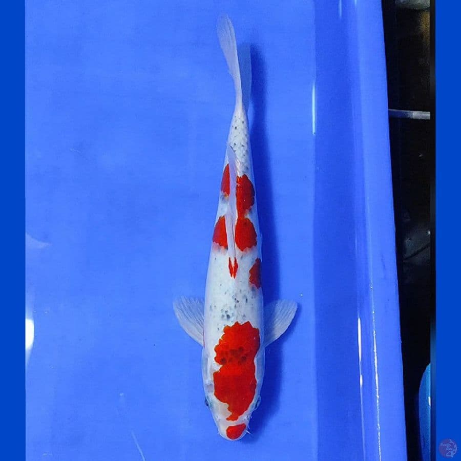 GOSHIKI 30CM/M lolos karantina sejak 29/01/23