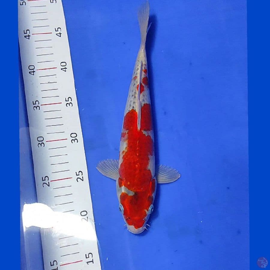GOSHIKI 30CM/M lolos karantina sejak 29/01/23