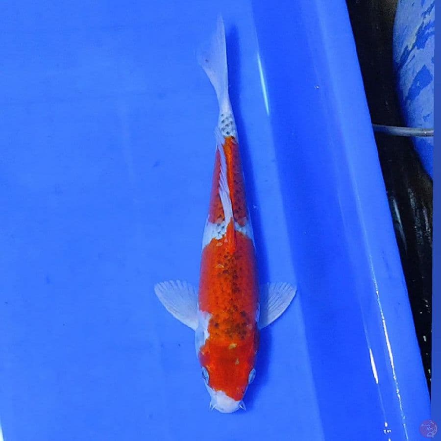 GOSHIKI 26CM/M lolos karantina sejak 29/01/23