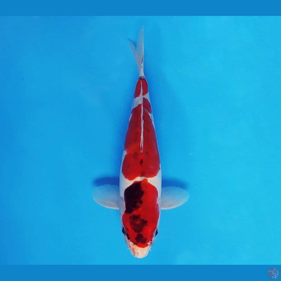SABURO 6 - Showa Doitsu Evolution 23 cm/male ®