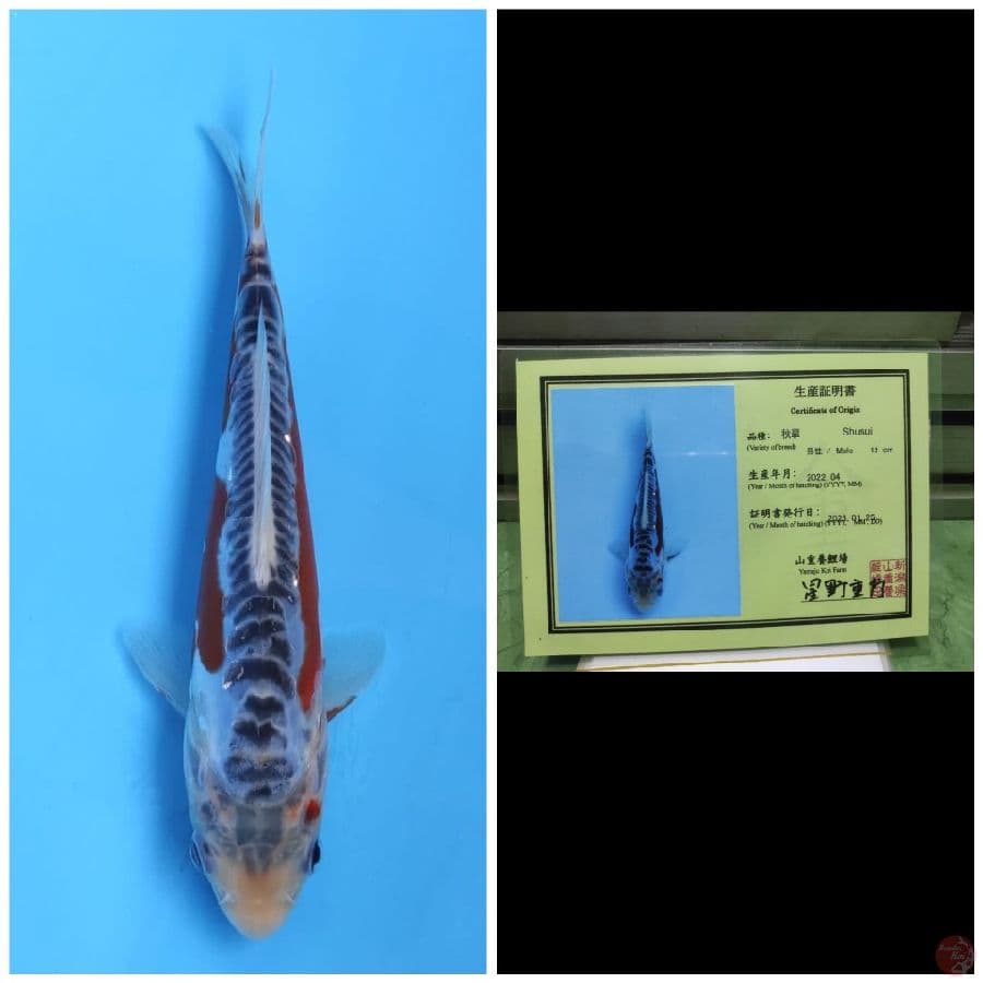 Yamaju Shusui