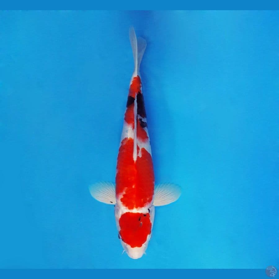 SABURO 9 - Maruten Showa Evo 39 cm/male ®