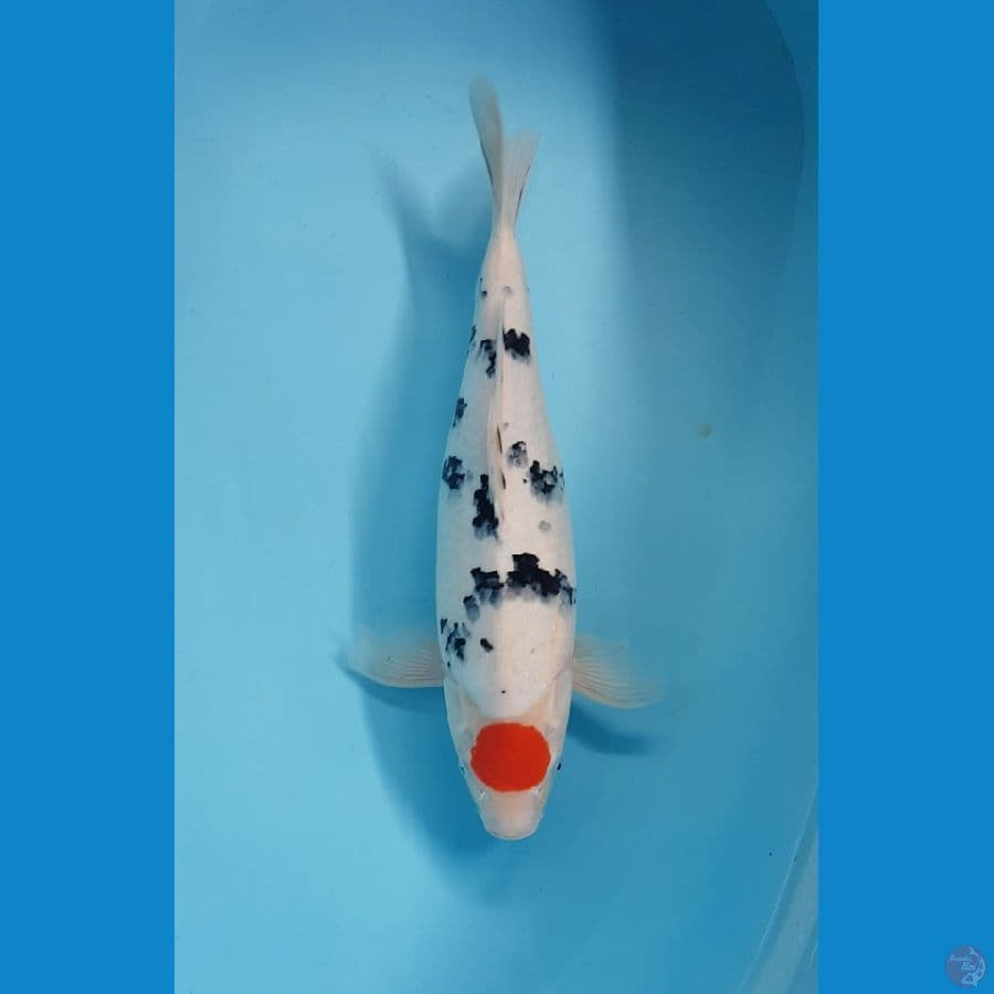 TANCO SANKE ORI 43cm