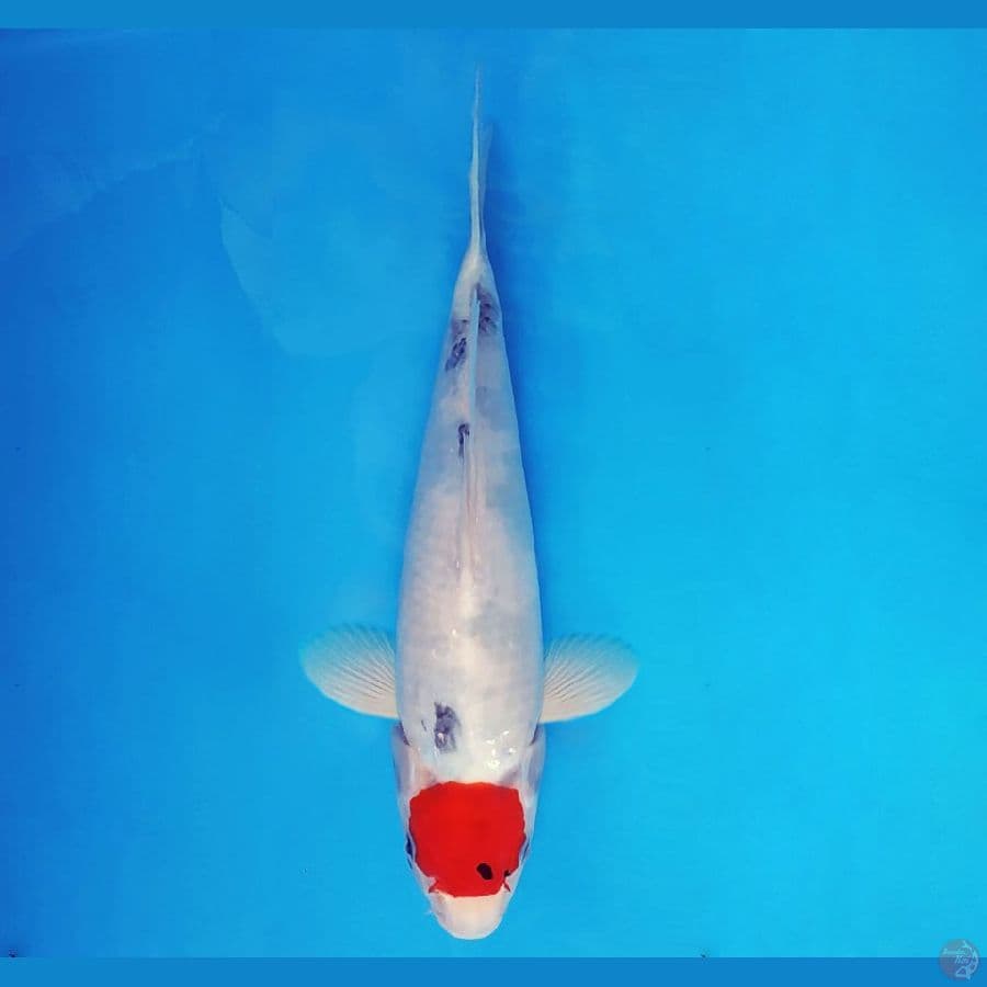 SABURO 11 - Tancho Showa Evo 32 cm/male ®
