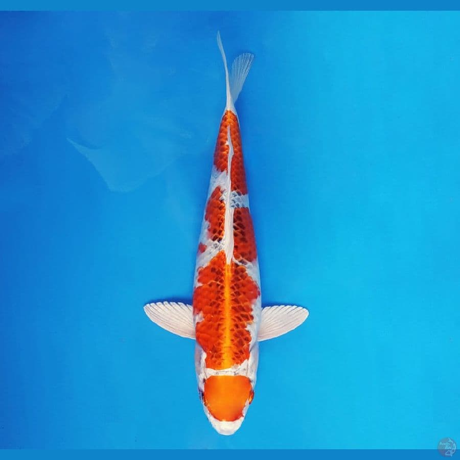 SABURO 12 - Maruten Kujaku 31 cm/fm ®