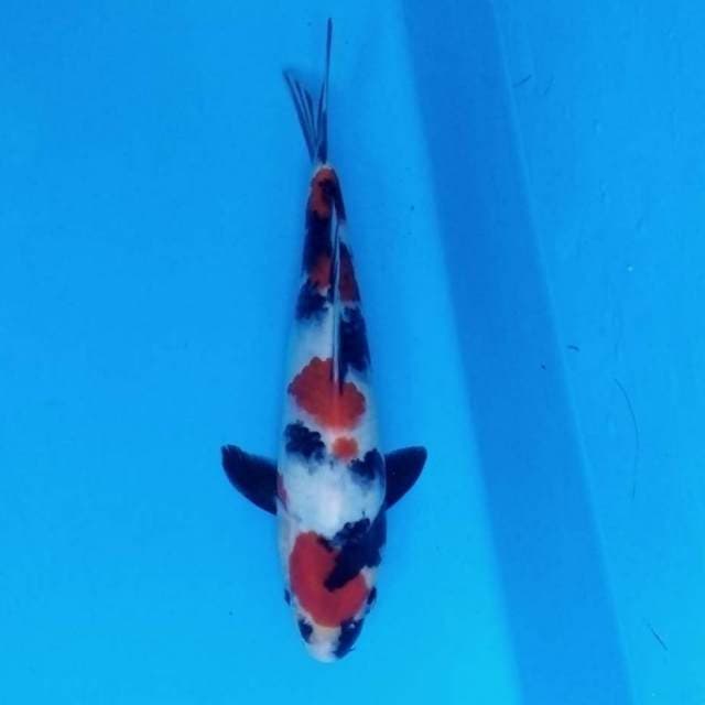 Showa