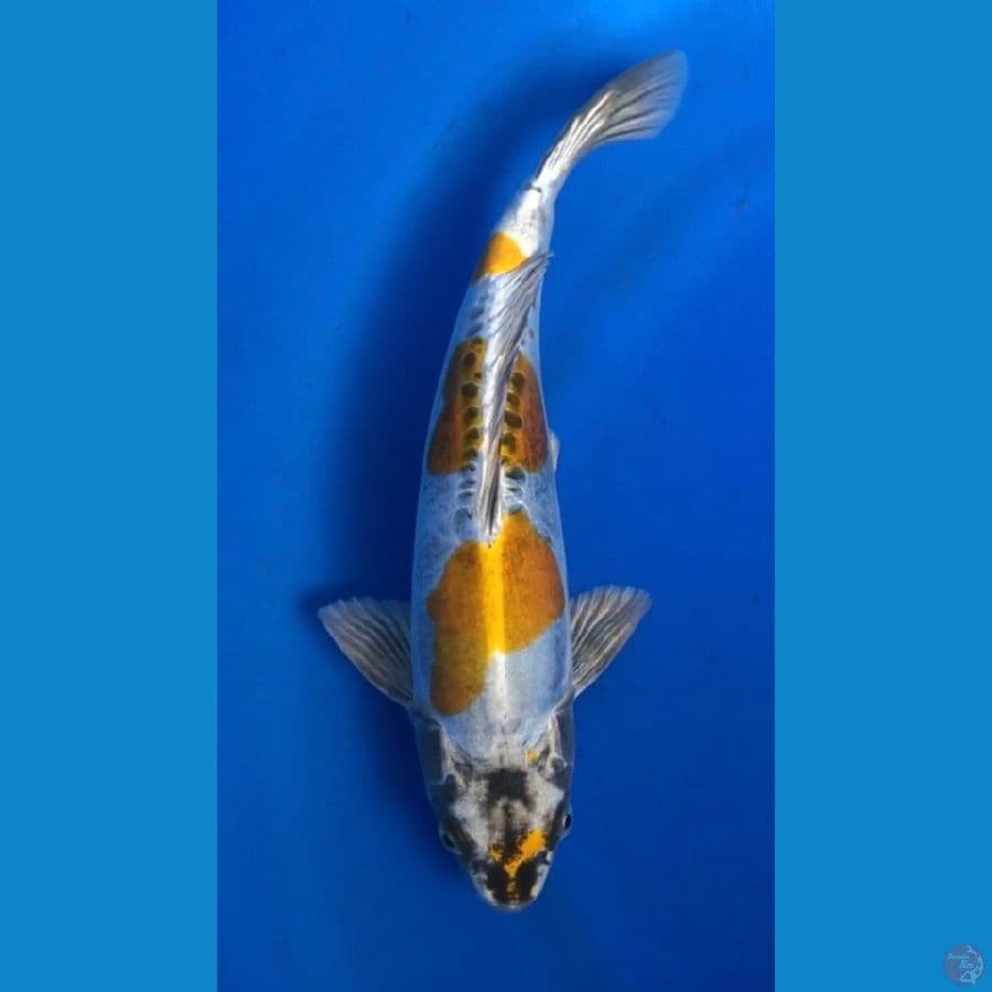 kiko berpunuk 31cm