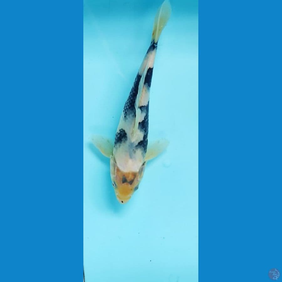 20 cm shiro