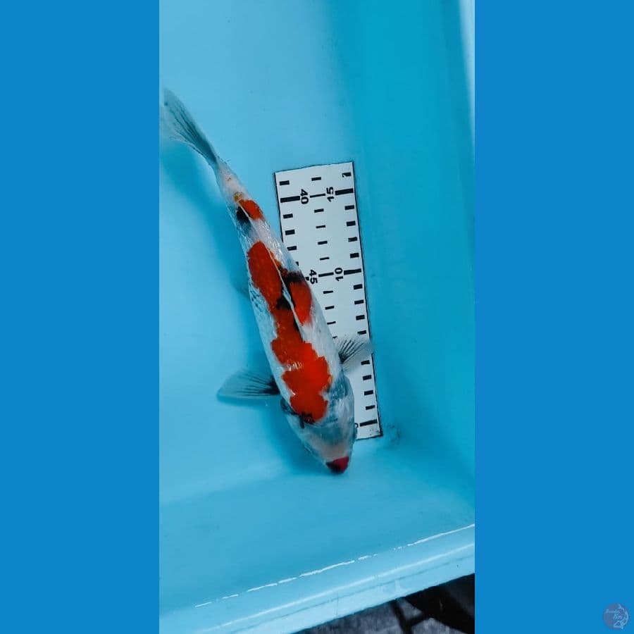 25cm showa