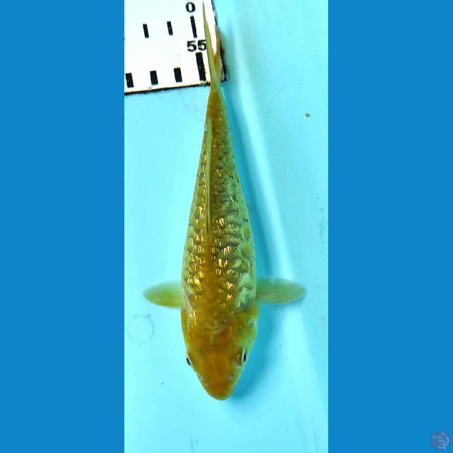 midori sisik naga 15cm SQ