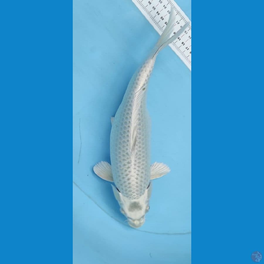 mukasi 35cm