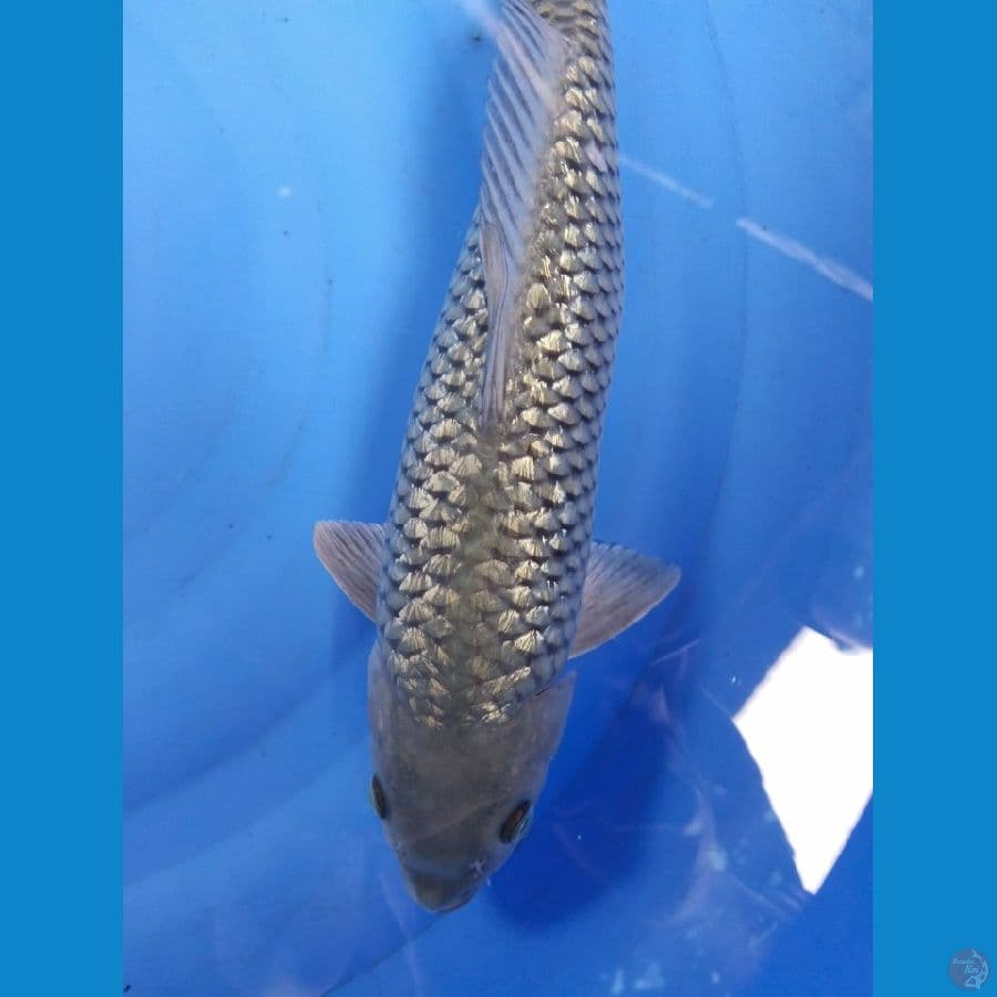 soragoi 45cm
