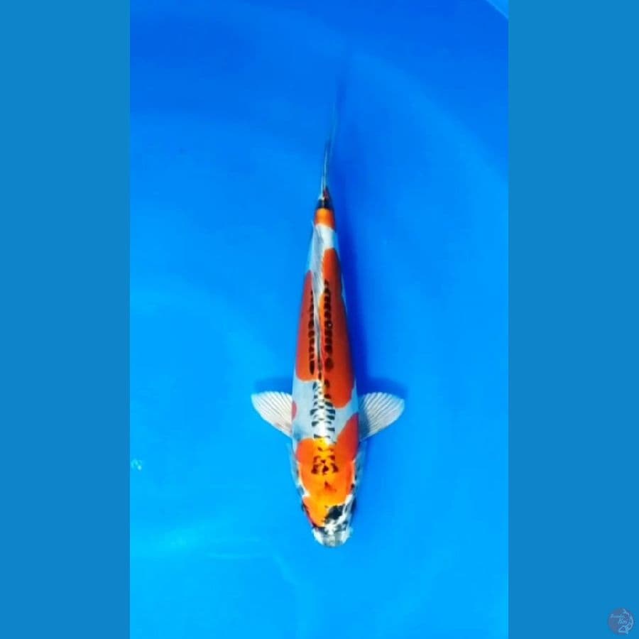 Kikokuryu 30 cm