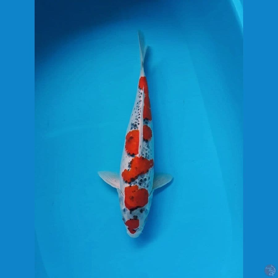 Maruten Ghosiki Joss 35cm