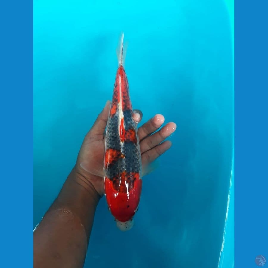 GHOSIKI 30cm