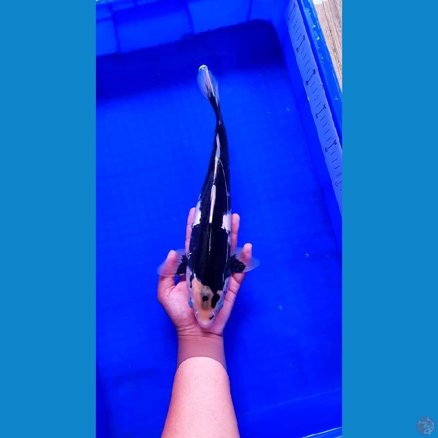 BLACK Hajiro 35cm