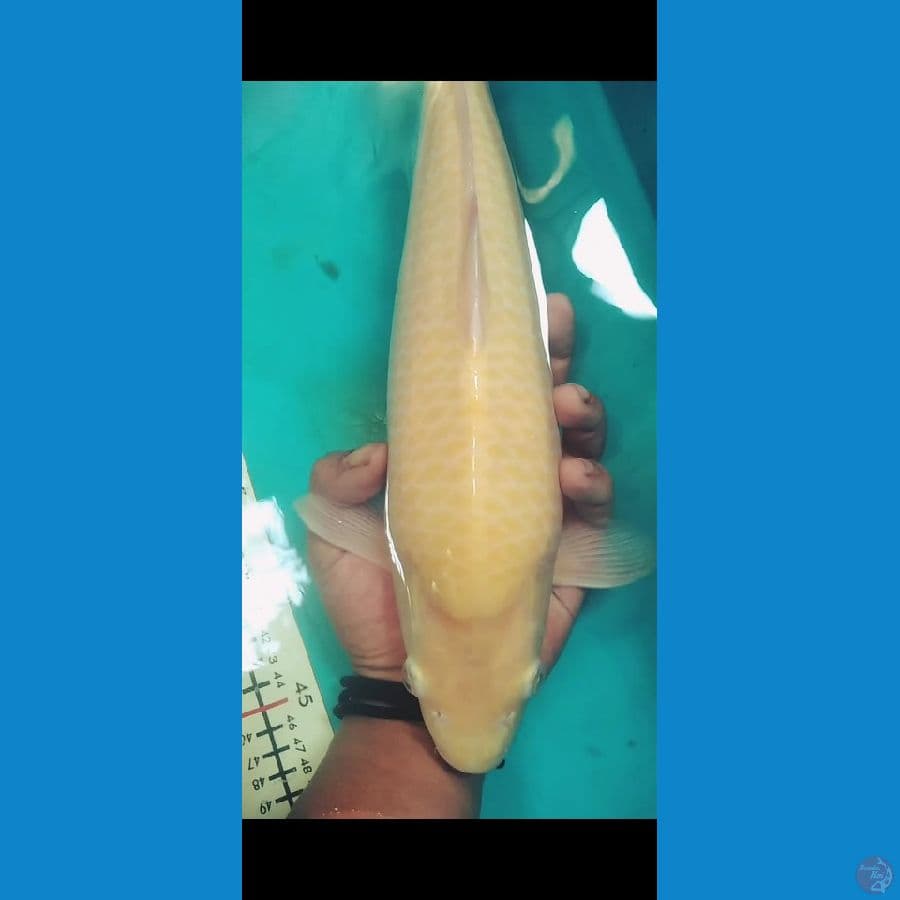 karasi jagung punuk