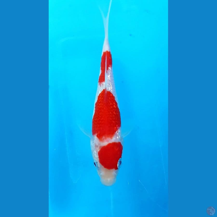Kohaku ginrin 12cm