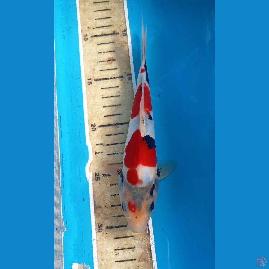 Showa doit 20cm male