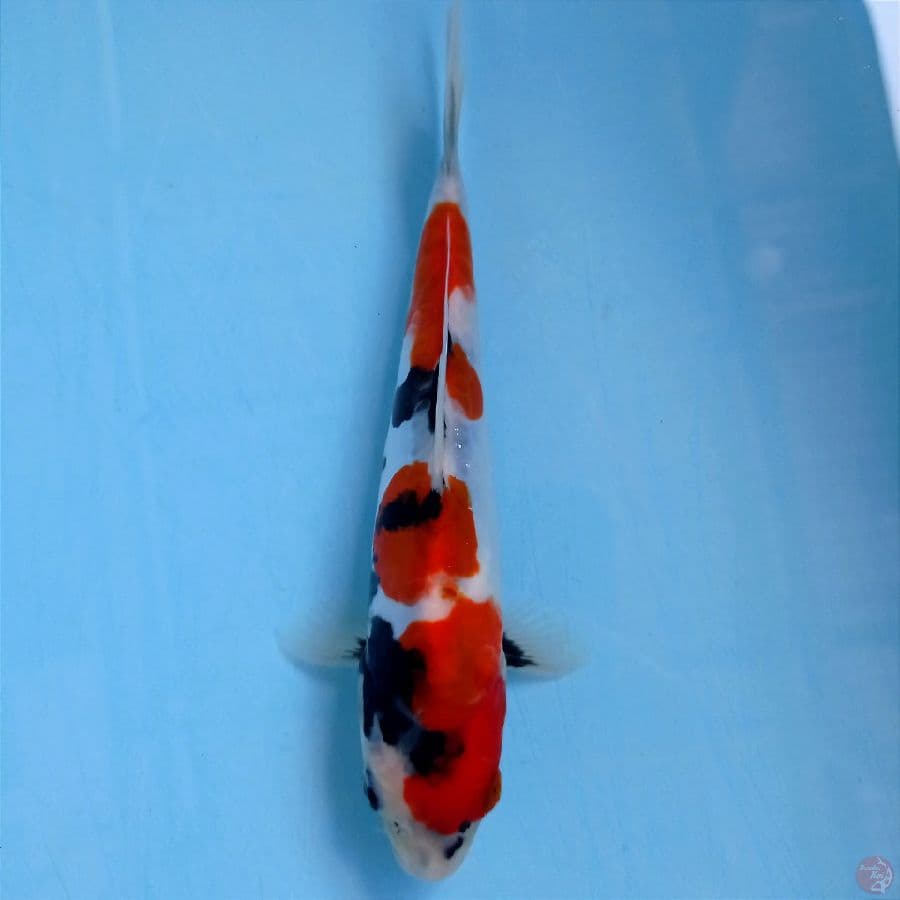 showa doitsu, 24 cm