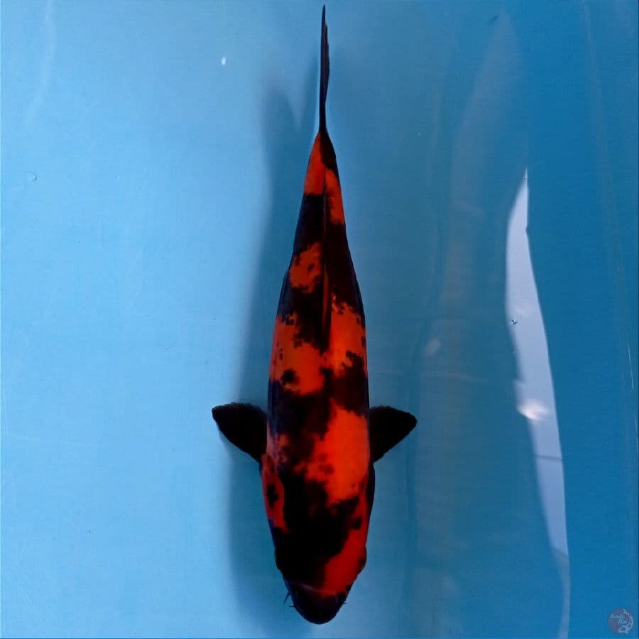 hi utsuri doitsu, 25 cm
