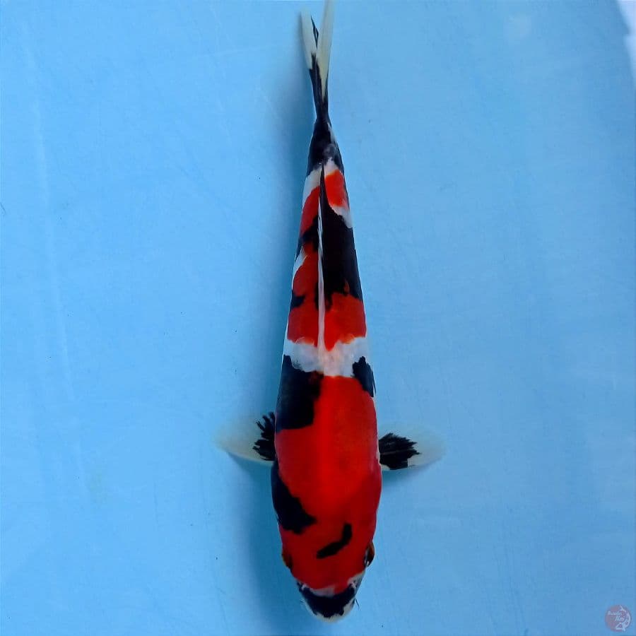 showa doitsu male, 18 cm