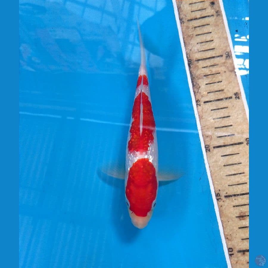 kohaku ginrin 21 cm
