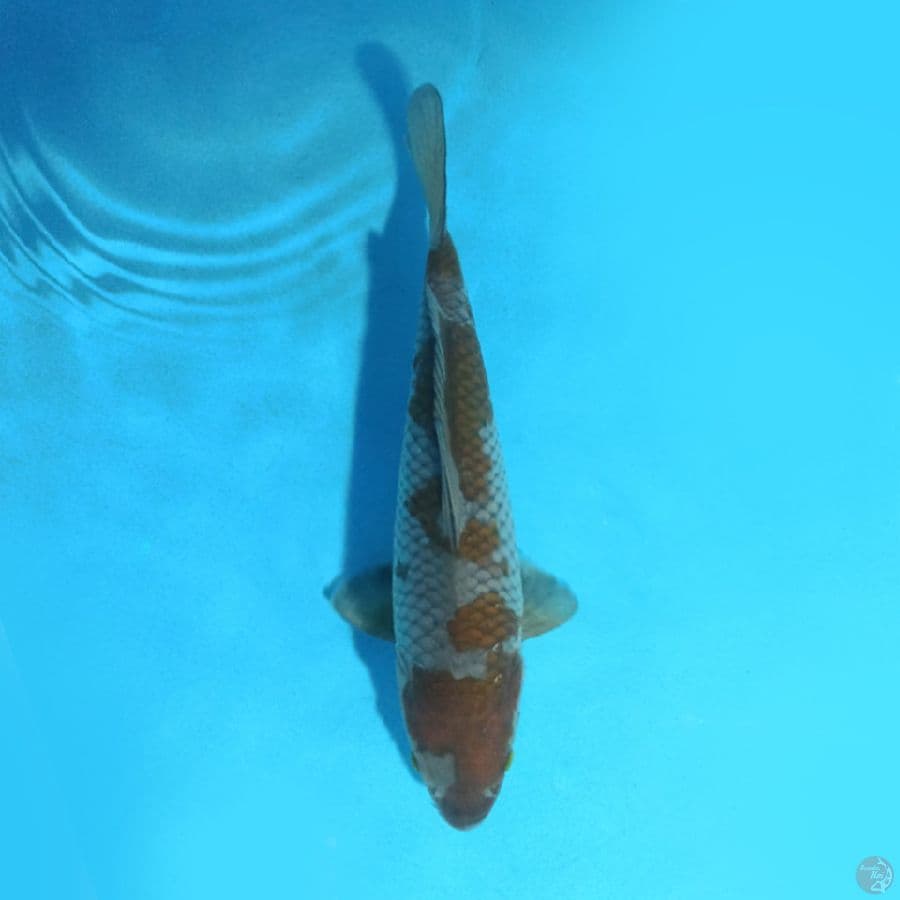 Ochiba 27 cm female
