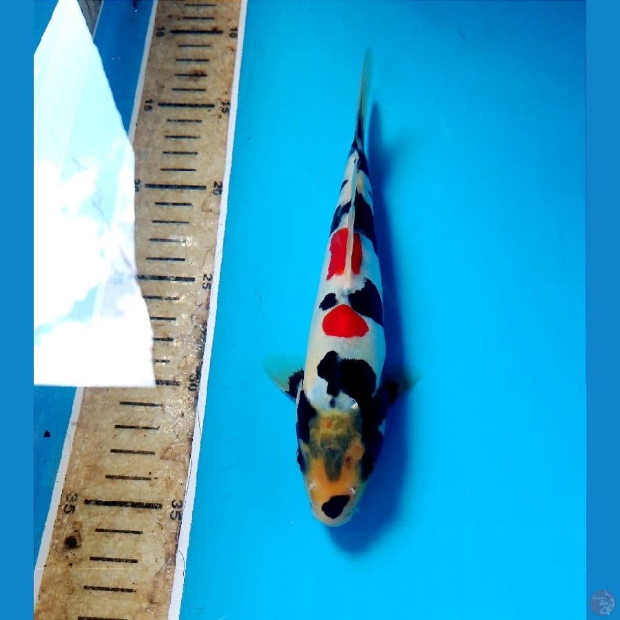 showa doit 22 cm