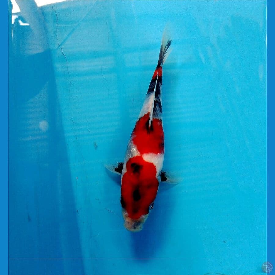 showa 17 cm