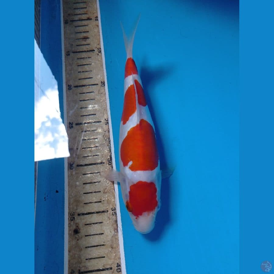 kohaku doit 22 cm