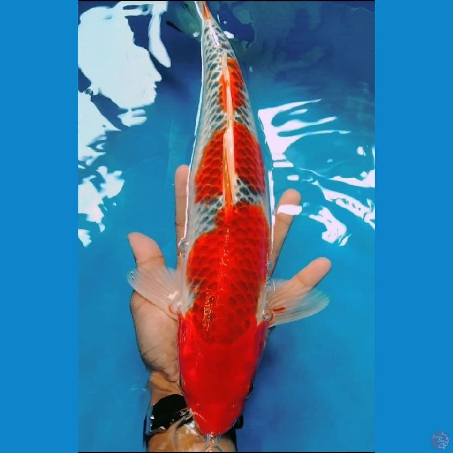 GOSHIKI racing strong 3step original 40Cm