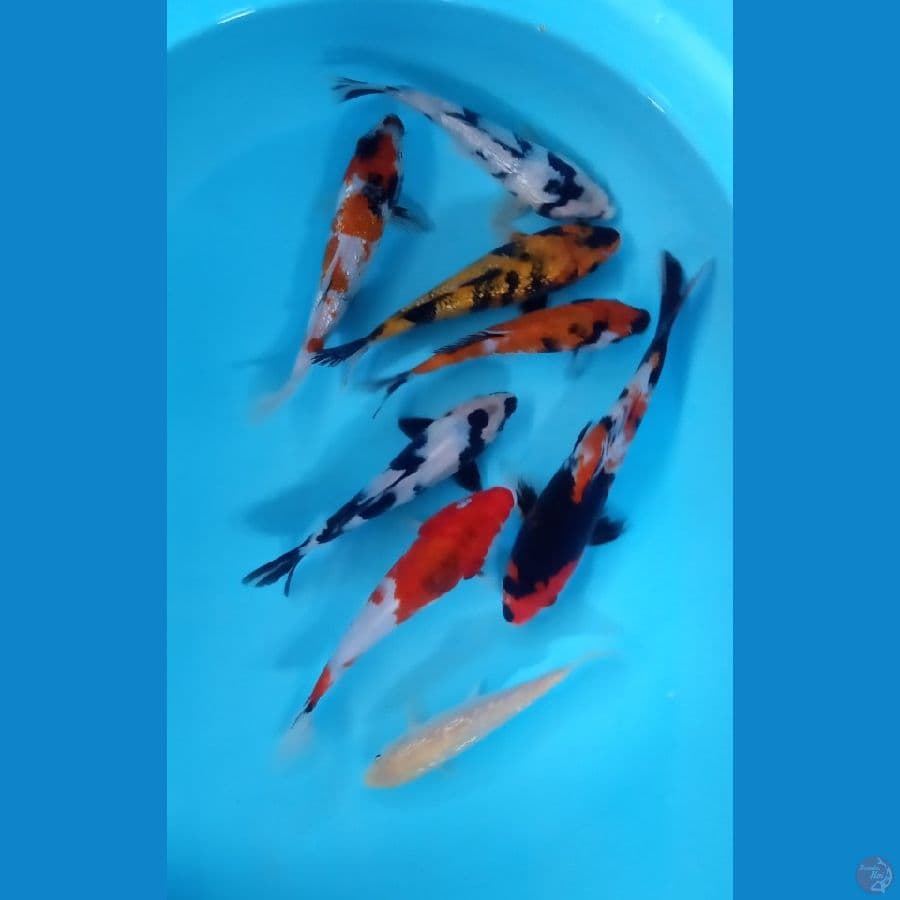 Mix Koi 7.Ekor 20.25.Cm ikan Minus