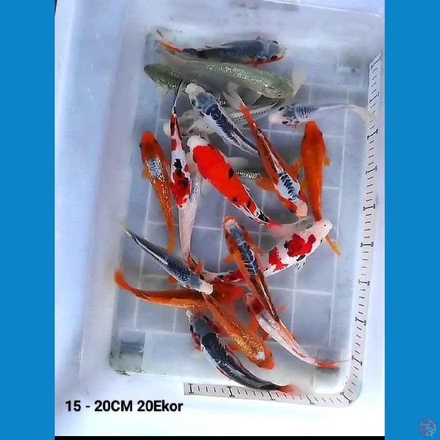 mix max 15 - 20CM 20Ekor